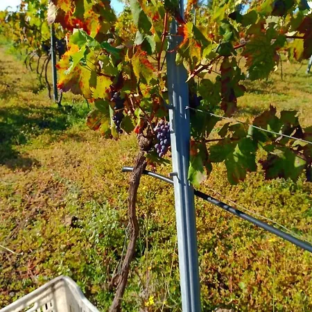 Etnasentieri Wine House On Etna Mount בית נופש *