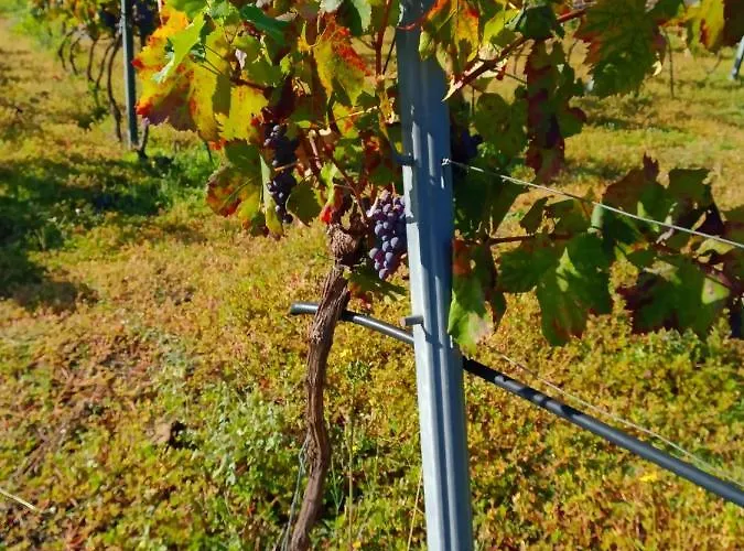Etnasentieri Wine House On Etna Mount Nyaraló *